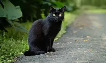 Black Cat: నల్ల పిల్లి ఎదురొస్తే ఏమవుతుంది..? తప్పక తెలుసుకోండి.. Black Cat: నల్ల పిల్లి ఎదురొస్తే ఏమవుతుంది..? తప్పక తెలుసుకోండి..