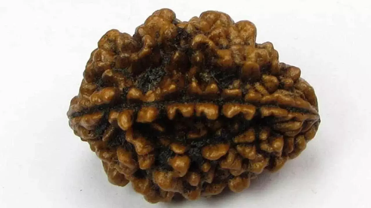 Wearing a Two-Faced Rudraksha: ద్విముఖి రుద్రాక్ష ధరించడం వల్ల కలిగే ప్రయోజనాలు ఇవే.. Wearing a Two-Faced Rudraksha: ద్విముఖి రుద్రాక్ష ధరించడం వల్ల కలిగే ప్రయోజనాలు ఇవే..