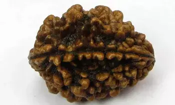 Wearing a Two-Faced Rudraksha: ద్విముఖి రుద్రాక్ష ధరించడం వల్ల కలిగే ప్రయోజనాలు ఇవే.. Wearing a Two-Faced Rudraksha: ద్విముఖి రుద్రాక్ష ధరించడం వల్ల కలిగే ప్రయోజనాలు ఇవే..