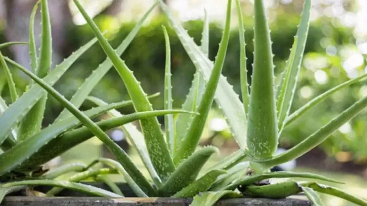Aloe Vera: అందానికి, ఆరోగ్యానికి కలబంద ప్రయోజనాలు Aloe Vera: అందానికి, ఆరోగ్యానికి కలబంద ప్రయోజనాలు