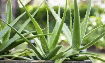 Aloe Vera: అందానికి, ఆరోగ్యానికి కలబంద ప్రయోజనాలు Aloe Vera: అందానికి, ఆరోగ్యానికి కలబంద ప్రయోజనాలు