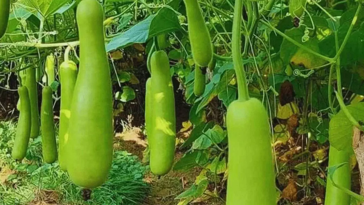 Health Benefits of Bottle Gourd: సోరకాయతో అద్భుత  ప్రయోజనాలు
