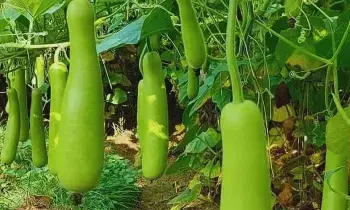 Health Benefits of Bottle Gourd: సోరకాయతో అద్భుత ప్రయోజనాలు Health Benefits of Bottle Gourd: సోరకాయతో అద్భుత ప్రయోజనాలు