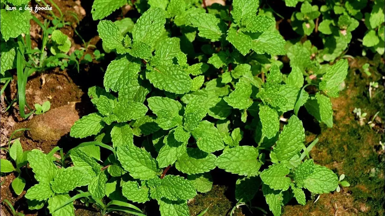 Mint as a Natural Medicine: ఆరోగ్యానికి ఔషదంగా పూదీనా.. రోజూ తింటే అద్భుత ప్రయోజనాలు