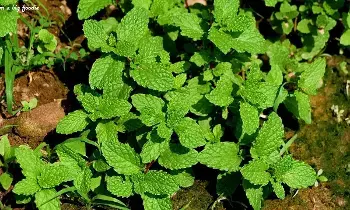Mint as a Natural Medicine: ఆరోగ్యానికి ఔషదంగా పూదీనా.. రోజూ తింటే అద్భుత ప్రయోజనాలు Mint as a Natural Medicine: ఆరోగ్యానికి ఔషదంగా పూదీనా.. రోజూ తింటే అద్భుత ప్రయోజనాలు