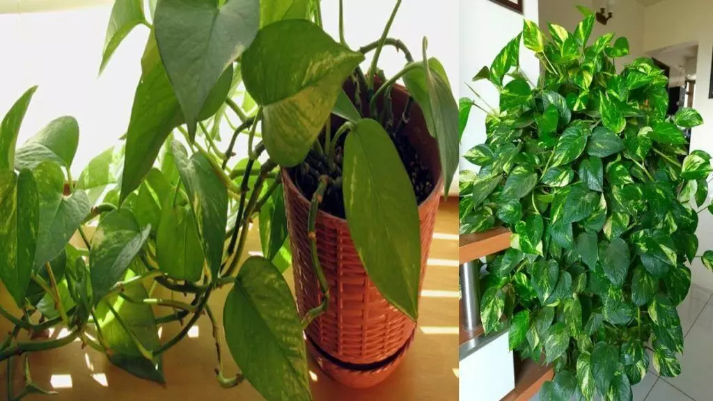 Place a Money Plant at Home for Wealth: ఇంట్లో మనీ ప్లాంట్ ఏ దిశలో ఉంచితే ధనయోగం