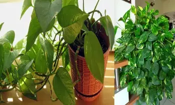 Place a Money Plant at Home for Wealth: ఇంట్లో మనీ ప్లాంట్ ఏ దిశలో ఉంచితే ధనయోగం Place a Money Plant at Home for Wealth: ఇంట్లో మనీ ప్లాంట్ ఏ దిశలో ఉంచితే ధనయోగం