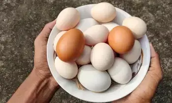 Eggs Should You Eat Per Day: రోజుకు ఎన్ని గుడ్లు తినాలి..? అధిక కొలెస్ట్రాల్ ఉన్నవారు ఏం చేయాలి..? Eggs Should You Eat Per Day: రోజుకు ఎన్ని గుడ్లు తినాలి..? అధిక కొలెస్ట్రాల్ ఉన్నవారు ఏం చేయాలి..?