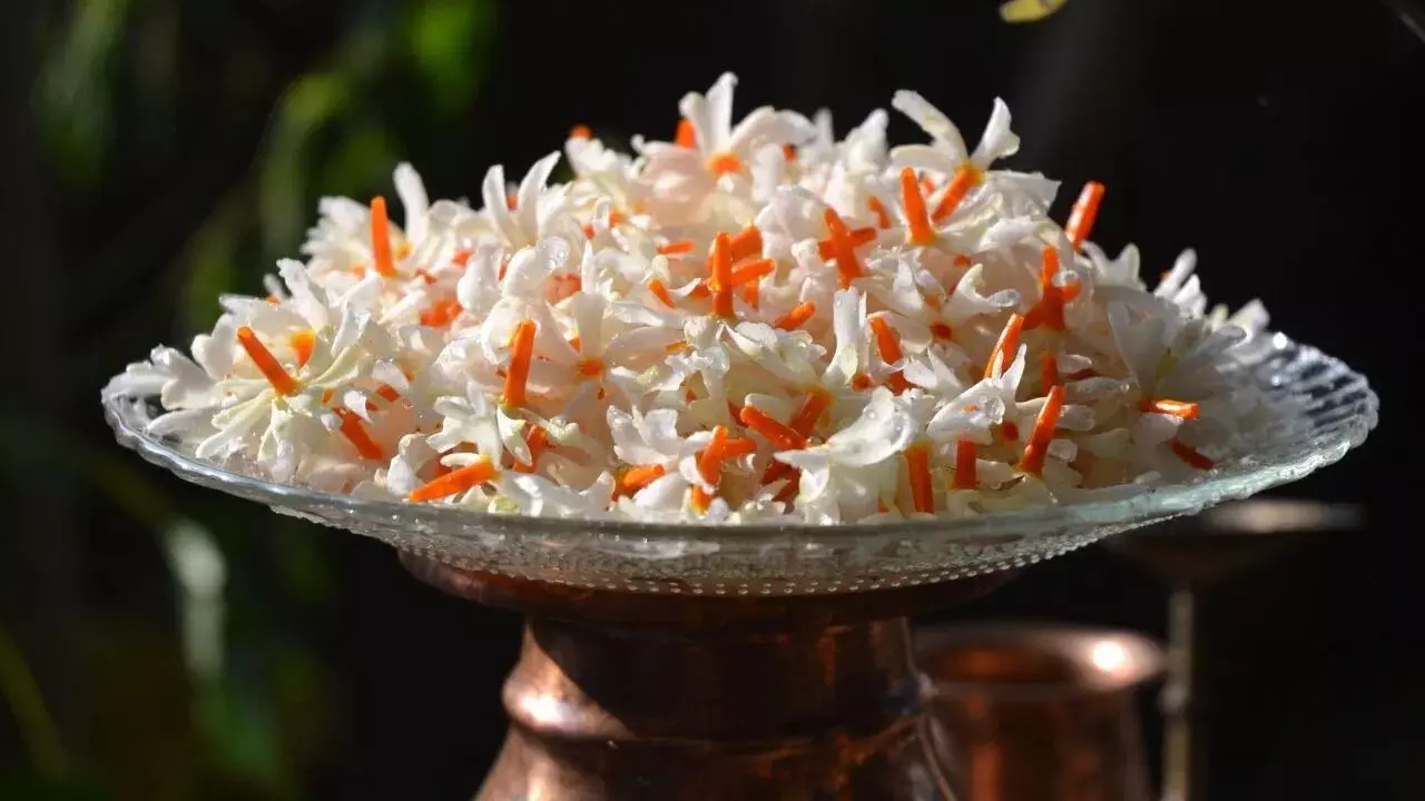 Beat Arthritis with Parijat Flowers: ఆర్థరైటిస్కు పారిజాతం పువ్వులతో ఇలా చెక్ పెట్టండి.. Beat Arthritis with Parijat Flowers: ఆర్థరైటిస్కు పారిజాతం పువ్వులతో ఇలా చెక్ పెట్టండి..