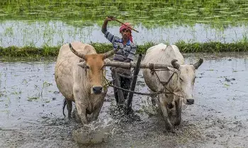 PM Kisan : పీఎం కిసాన్ 21వ విడత డబ్బులు ఎప్పుడొస్తాయి? ఈసారి త్వరగా విడుదలయ్యే ఛాన్స్ PM Kisan : పీఎం కిసాన్ 21వ విడత డబ్బులు ఎప్పుడొస్తాయి? ఈసారి త్వరగా విడుదలయ్యే ఛాన్స్