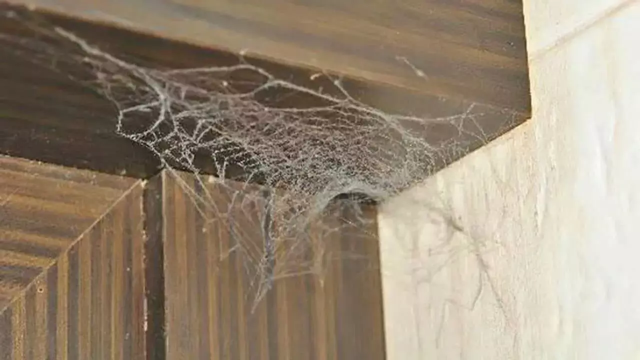 Spider Web Is Found at Home: సాలెపురుగు గూడు ఇంట్లో ఉంటే ఆ సమస్యలు తప్పవా..? Spider Web Is Found at Home: సాలెపురుగు గూడు ఇంట్లో ఉంటే ఆ సమస్యలు తప్పవా..?