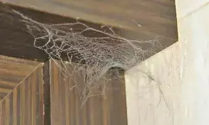 Spider Web Is Found at Home: సాలెపురుగు గూడు ఇంట్లో ఉంటే ఆ సమస్యలు తప్పవా..? Spider Web Is Found at Home: సాలెపురుగు గూడు ఇంట్లో ఉంటే ఆ సమస్యలు తప్పవా..?
