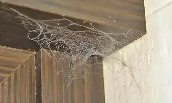 Spider Web Is Found at Home: సాలెపురుగు గూడు ఇంట్లో ఉంటే ఆ సమస్యలు తప్పవా..? Spider Web Is Found at Home: సాలెపురుగు గూడు ఇంట్లో ఉంటే ఆ సమస్యలు తప్పవా..?