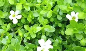 Brahmi Leaf: ఈ ఒక్క ఆకుతో వంద వ్యాధులకు చెక్ Brahmi Leaf: ఈ ఒక్క ఆకుతో వంద వ్యాధులకు చెక్