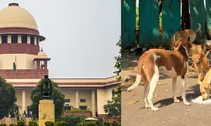 Supreme Court Expresses Strong Anger: భారత్ పరువు తీస్తున్నారు: వీధి కుక్కల అరటి చర్యల్లో రాష్ట్రాలు విఫలం.. సుప్రీం కోర్టు తీవ్ర ఆగ్రహం! Supreme Court Expresses Strong Anger: భారత్ పరువు తీస్తున్నారు: వీధి కుక్కల అరటి చర్యల్లో రాష్ట్రాలు విఫలం.. సుప్రీం కోర్టు తీవ్ర ఆగ్రహం!