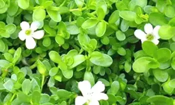 Brahmi Leaf: ఈ ఒక్క ఆకుతో వంద వ్యాధులకు చెక్ Brahmi Leaf: ఈ ఒక్క ఆకుతో వంద వ్యాధులకు చెక్
