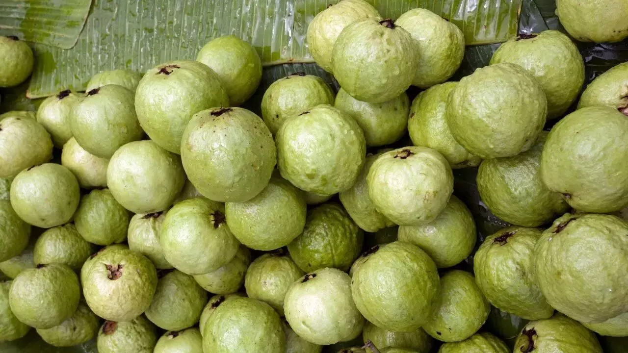 Guava: ఈ సమస్యలు ఉన్నవారు జామకాయ తింటే విషంతో సమానం..! Guava: ఈ సమస్యలు ఉన్నవారు జామకాయ తింటే విషంతో సమానం..!