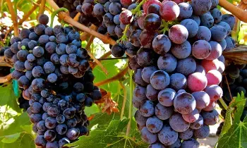 Grapes Reduce the Risk of Cancer: ద్రాక్షతో క్యాన్సర్ ప్రమాదాన్ని తగ్గించవచ్చా.? Grapes Reduce the Risk of Cancer: ద్రాక్షతో క్యాన్సర్ ప్రమాదాన్ని తగ్గించవచ్చా.?