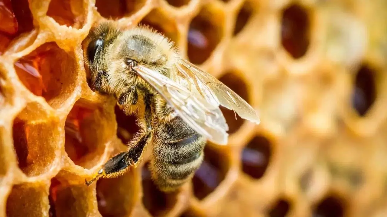 National Honey Mission : స్వీట్ రివల్యూషన్ దిశగా భారత్..తేనెటీగల పెంపకానికి కేంద్రం రూ.500 కోట్లు