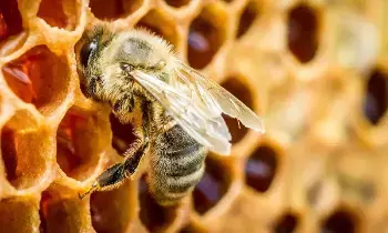 National Honey Mission : స్వీట్ రివల్యూషన్ దిశగా భారత్..తేనెటీగల పెంపకానికి కేంద్రం రూ.500 కోట్లు National Honey Mission : స్వీట్ రివల్యూషన్ దిశగా భారత్..తేనెటీగల పెంపకానికి కేంద్రం రూ.500 కోట్లు