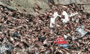 Terrifying African Snails Invade Hyderabad: భాగ్యనగరంలో భయానక ఆఫ్రికన్ నత్తలు: పచ్చటి తోటలు, మొక్కలపై దాడి.. అధికారులు అప్రమత్తం Terrifying African Snails Invade Hyderabad: భాగ్యనగరంలో భయానక ఆఫ్రికన్ నత్తలు: పచ్చటి తోటలు, మొక్కలపై దాడి.. అధికారులు అప్రమత్తం