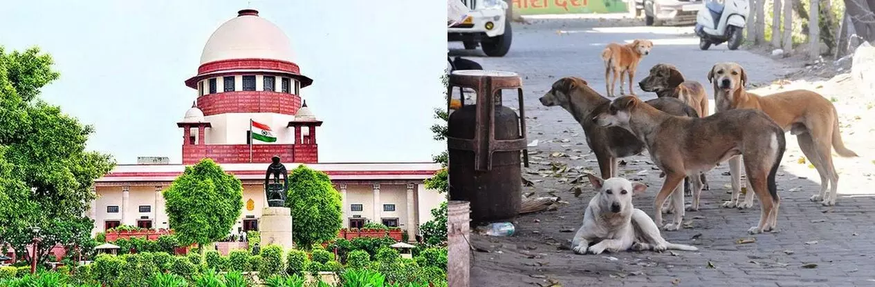 రోడ్లపై ఒక్క వీధి కుక్క కూడా ఉండొద్దు: సుప్రీం కోర్టు ఆదేశం రోడ్లపై ఒక్క వీధి కుక్క కూడా ఉండొద్దు: సుప్రీం కోర్టు ఆదేశం
