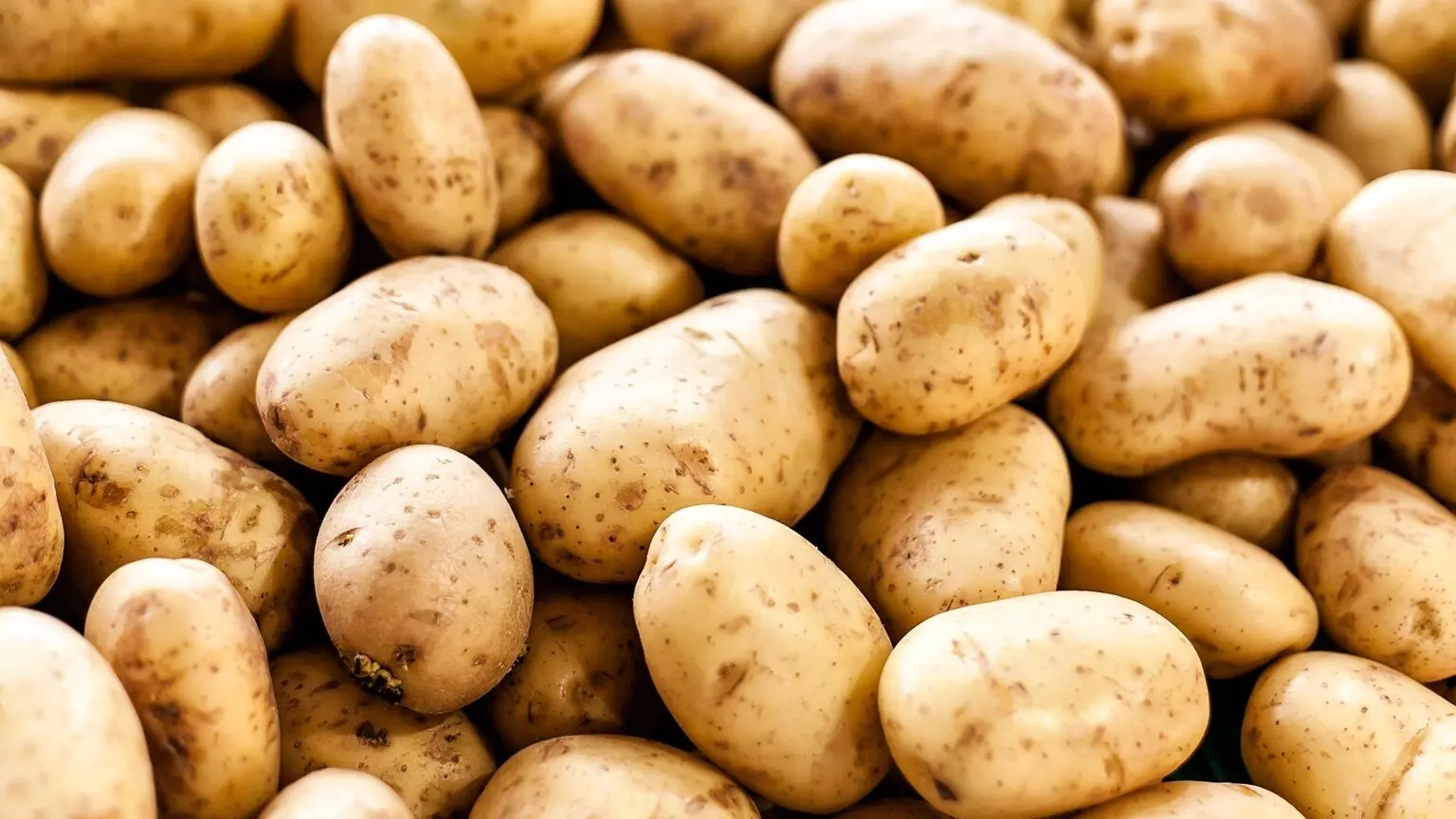 Fake Potatoes in the Market: మార్కెట్లో నకిలీ బంగాళదుంపల బెడద..! ఇలా గుర్తిస్తే తప్పించుకోవచ్చు.. Fake Potatoes in the Market: మార్కెట్లో నకిలీ బంగాళదుంపల బెడద..! ఇలా గుర్తిస్తే తప్పించుకోవచ్చు..
