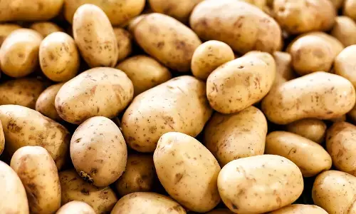 Fake Potatoes in the Market: మార్కెట్లో నకిలీ బంగాళదుంపల బెడద..! ఇలా గుర్తిస్తే తప్పించుకోవచ్చు..