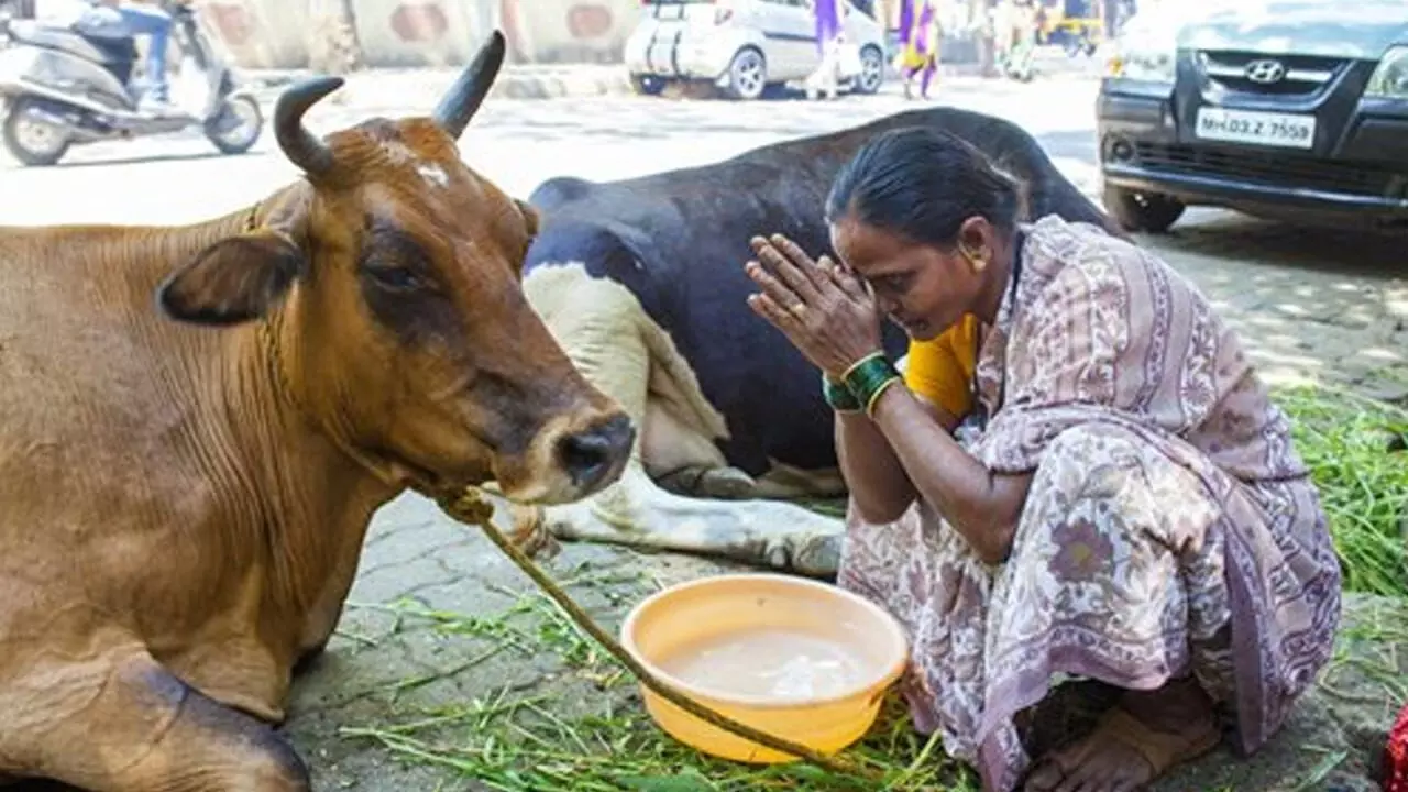 Feeding a Cow by Hand: చేతితో ఆవుకు ఆహారం పెట్టడం వల్ల కలిగే అద్భుత ఆధ్యాత్మిక ప్రయోజనాలివే.. Feeding a Cow by Hand: చేతితో ఆవుకు ఆహారం పెట్టడం వల్ల కలిగే అద్భుత ఆధ్యాత్మిక ప్రయోజనాలివే..