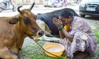 Feeding a Cow by Hand: చేతితో ఆవుకు ఆహారం పెట్టడం వల్ల కలిగే అద్భుత ఆధ్యాత్మిక ప్రయోజనాలివే.. Feeding a Cow by Hand: చేతితో ఆవుకు ఆహారం పెట్టడం వల్ల కలిగే అద్భుత ఆధ్యాత్మిక ప్రయోజనాలివే..