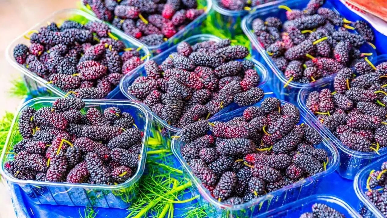 Mulberry Help Inhibiting Cancer Cells: మల్బరీ క్యాన్సర్ కణాలను నిరోధిస్తుందా.?