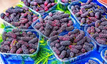 Mulberry Help Inhibiting Cancer Cells: మల్బరీ క్యాన్సర్ కణాలను నిరోధిస్తుందా.? Mulberry Help Inhibiting Cancer Cells: మల్బరీ క్యాన్సర్ కణాలను నిరోధిస్తుందా.?
