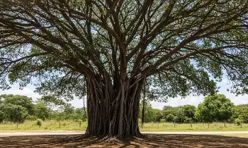 Banyan Tree Around the House: వాస్తు ప్రకారం: ఇంటి చుట్టూ మర్రి చెట్టు ఉండటం శుభమా..? అశుభమా..? Banyan Tree Around the House: వాస్తు ప్రకారం: ఇంటి చుట్టూ మర్రి చెట్టు ఉండటం శుభమా..? అశుభమా..?