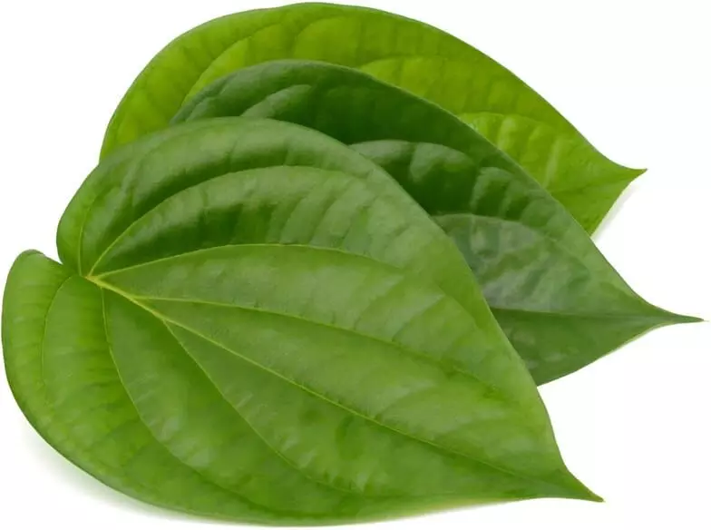 Betel Leaf After Meals:  భోజనం తర్వాత తమలపాకు: ఆరోగ్యానికి మేలు చేస్తుందా?