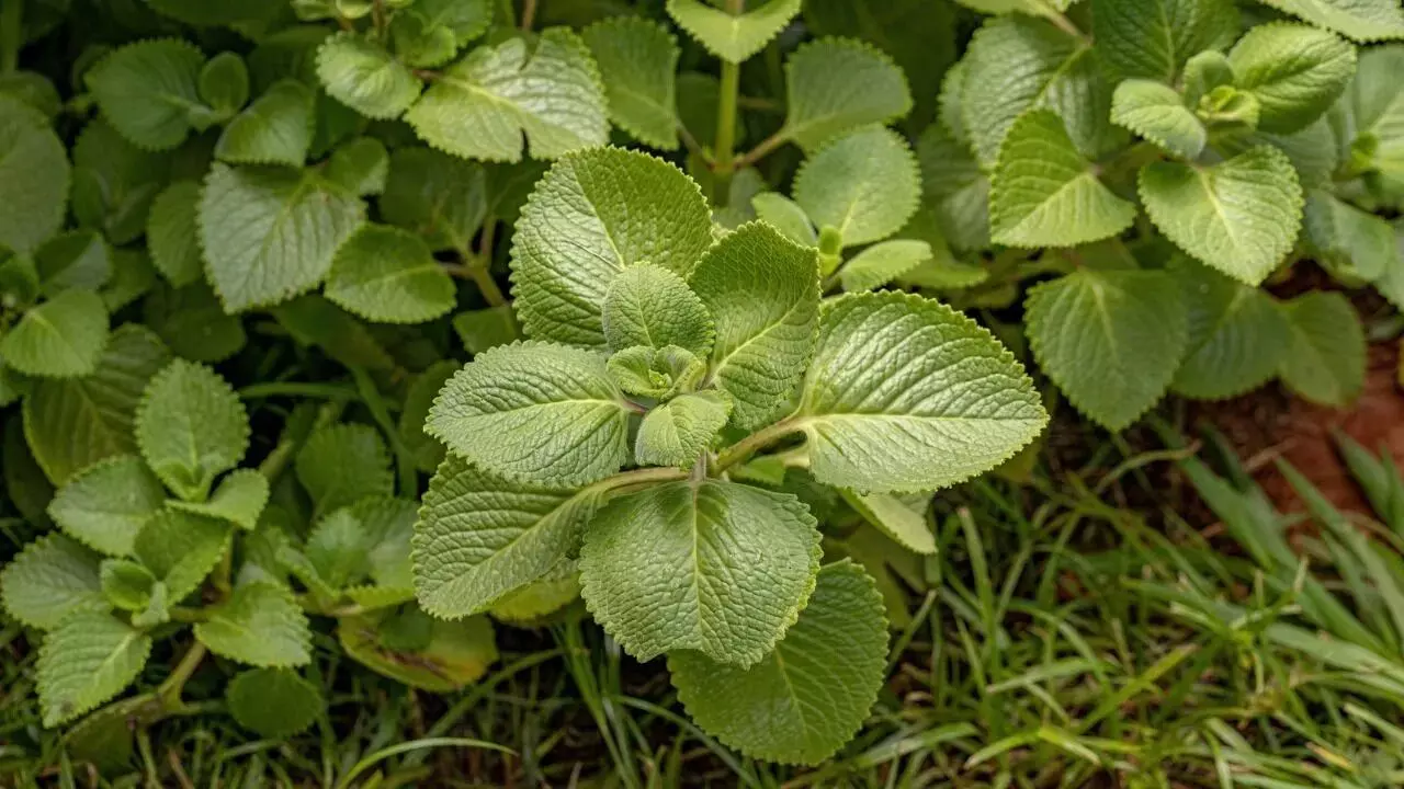 Wamu leaves: జలుబు నుండి రక్తహీనత వరకు ఈ ఆకులు చేసే అద్భుతాలు ఎన్నో..