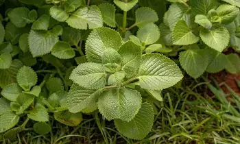 Wamu leaves: జలుబు నుండి రక్తహీనత వరకు ఈ ఆకులు చేసే అద్భుతాలు ఎన్నో..