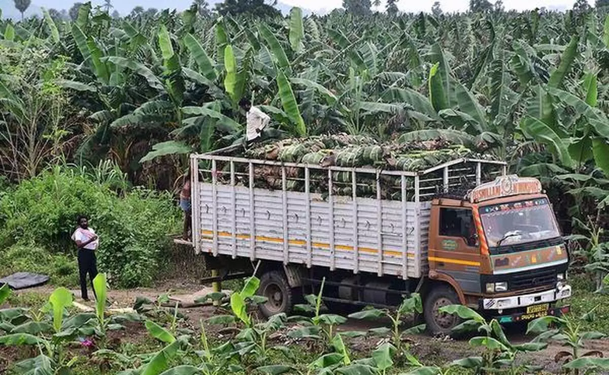 Banana Crisis : ఎంత దారుణం..: సిటీలో డజన్ రూ. 70.. రైతుకు కిలో కేవలం రూ.1..అరటి రైతుల కన్నీటి గాథ!