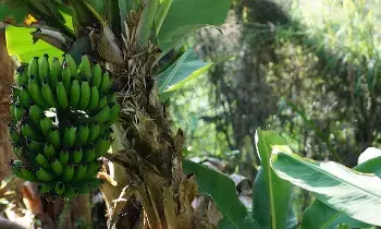Banana Plant at Home: ఇంట్లో అరటి మొక్క: వాస్తు ప్రకారం శుభ ఫలితాలు, ఈశాన్య దిశలోనే ఎందుకు నాటాలి..? Banana Plant at Home: ఇంట్లో అరటి మొక్క: వాస్తు ప్రకారం శుభ ఫలితాలు, ఈశాన్య దిశలోనే ఎందుకు నాటాలి..?