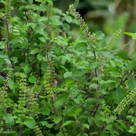 Tulsi Leaves Should Not Be Plucked: తులసి ఆకులను ఎందుకు తెంపకూడదు? ఆధ్యాత్మిక నియమాలు ఏంటి? Tulsi Leaves Should Not Be Plucked: తులసి ఆకులను ఎందుకు తెంపకూడదు? ఆధ్యాత్మిక నియమాలు ఏంటి?