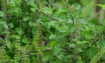 Tulsi Leaves Should Not Be Plucked: తులసి ఆకులను ఎందుకు తెంపకూడదు? ఆధ్యాత్మిక నియమాలు ఏంటి? Tulsi Leaves Should Not Be Plucked: తులసి ఆకులను ఎందుకు తెంపకూడదు? ఆధ్యాత్మిక నియమాలు ఏంటి?