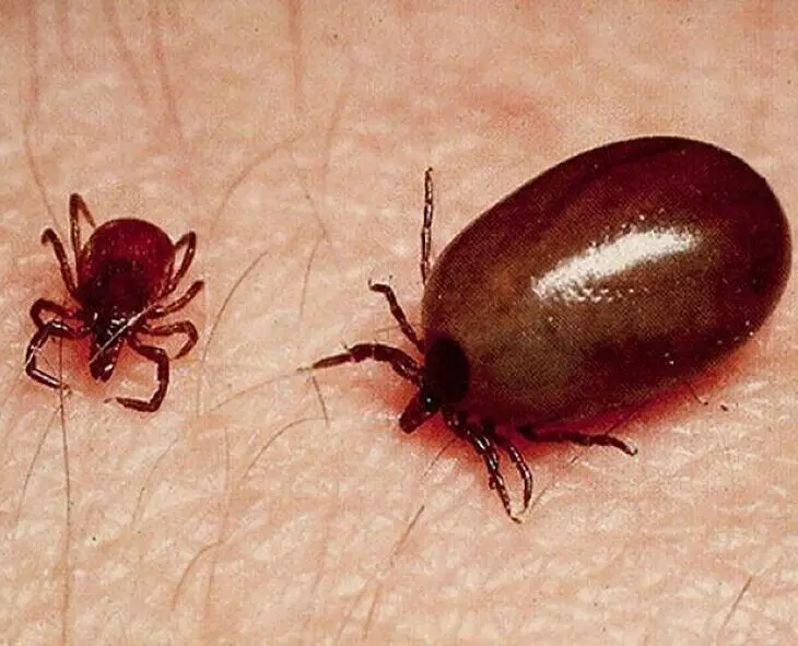 Scrub Typhus Disease:  స్క్రబ్ టైఫస్ వ్యాధి.. ఈ జాగ్రత్తలు తీసుకోండి!