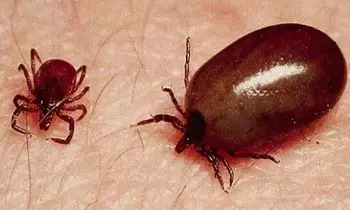 Scrub Typhus Disease: స్క్రబ్ టైఫస్ వ్యాధి.. ఈ జాగ్రత్తలు తీసుకోండి! Scrub Typhus Disease: స్క్రబ్ టైఫస్ వ్యాధి.. ఈ జాగ్రత్తలు తీసుకోండి!
