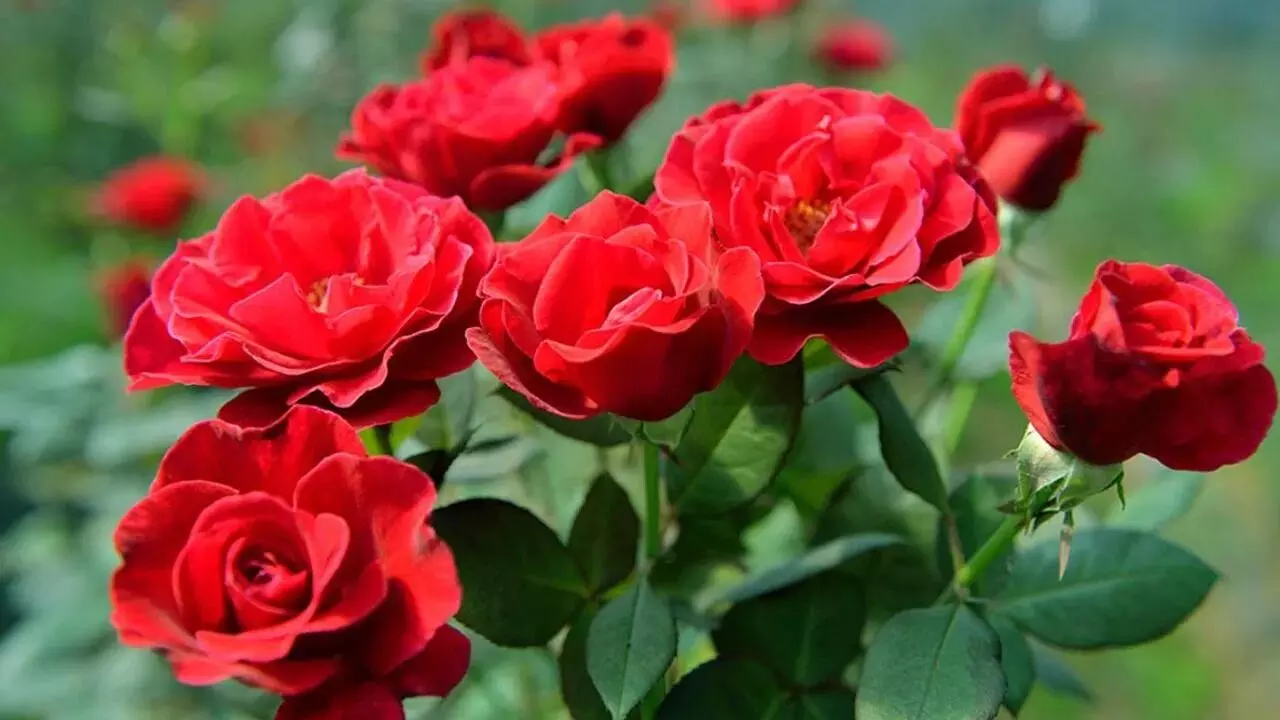 Rose Plant at Home: ఇంట్లో గులాబీ మొక్క: వాస్తు ప్రకారం శుభమా..? అశుభమా? Rose Plant at Home: ఇంట్లో గులాబీ మొక్క: వాస్తు ప్రకారం శుభమా..? అశుభమా?