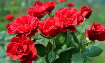 Rose Plant at Home: ఇంట్లో గులాబీ మొక్క: వాస్తు ప్రకారం శుభమా..? అశుభమా? Rose Plant at Home: ఇంట్లో గులాబీ మొక్క: వాస్తు ప్రకారం శుభమా..? అశుభమా?