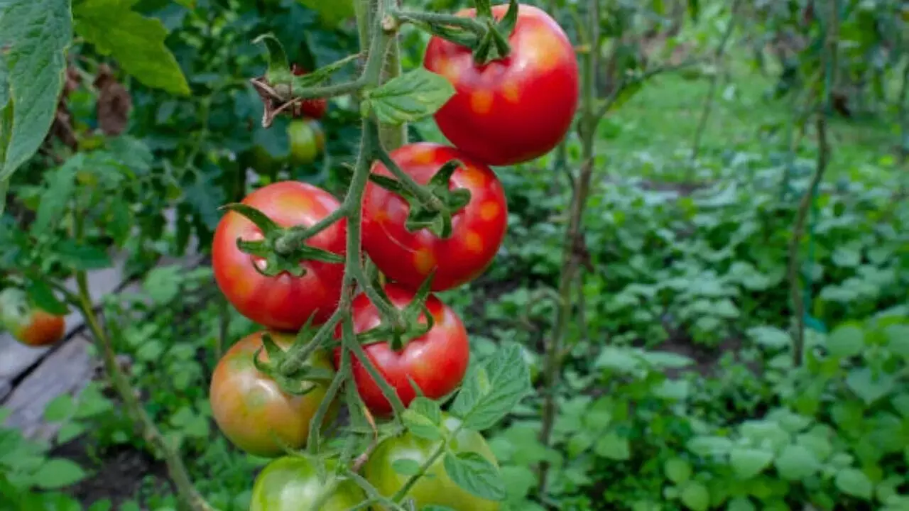 Tomatoes Cause Kidney Stones:  టమాటాలు తినడం వల్ల కిడ్నీలో రాళ్లు వస్తాయా? నిపుణులు ఏమంటున్నారు..?
