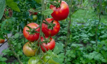Tomatoes Cause Kidney Stones:  టమాటాలు తినడం వల్ల కిడ్నీలో రాళ్లు వస్తాయా? నిపుణులు ఏమంటున్నారు..?