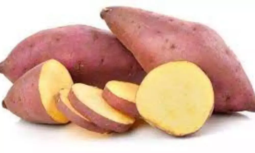 Sweet Potatoes : చిలగడదుంపలను వీటితో కలిపి తీసుకుంటే ఆ వ్యాధులన్నీ నయం.. Sweet Potatoes : చిలగడదుంపలను వీటితో కలిపి తీసుకుంటే ఆ వ్యాధులన్నీ నయం..