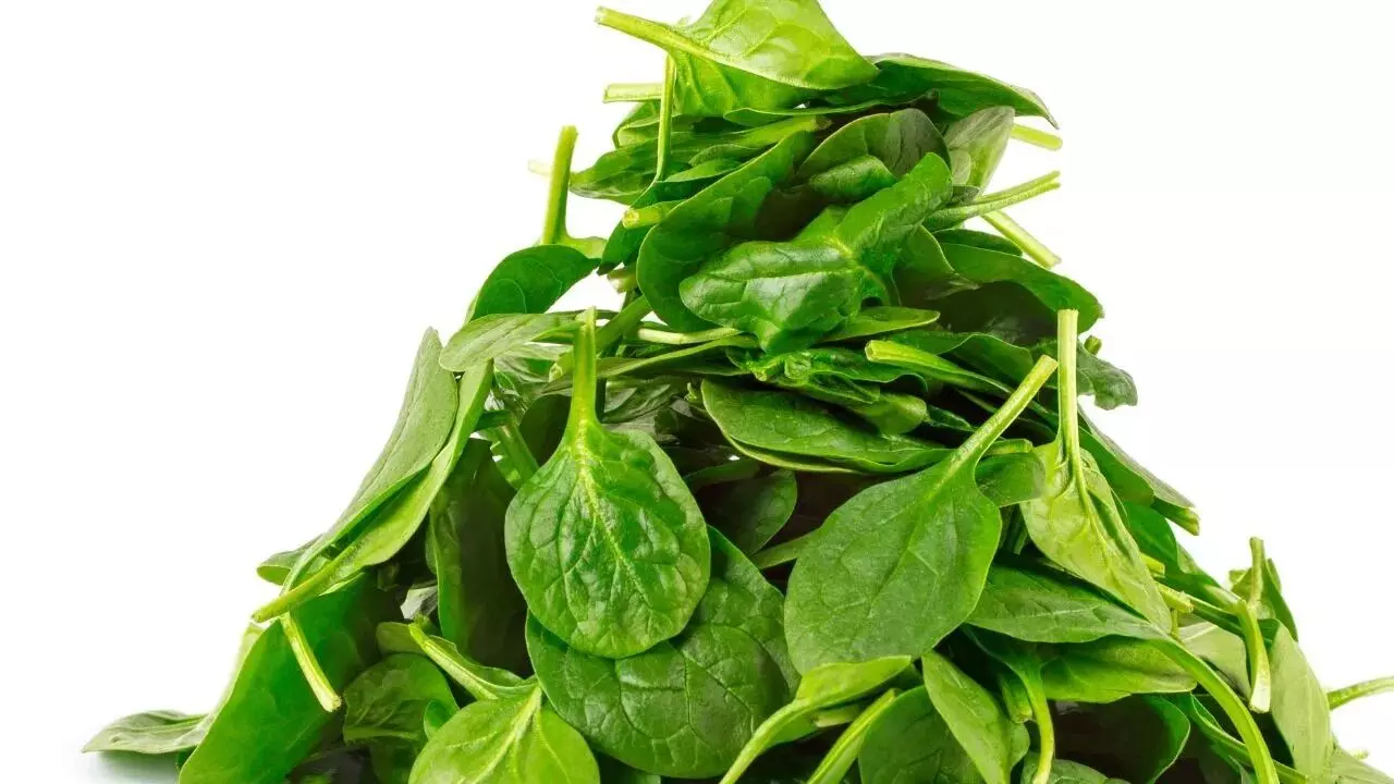 Vegetarians’ Problem: శాఖాహారుల సమస్య: విటమిన్ B12 లోపం ఉంటే.. ఈ ఆకుకూరలు తప్పక తినండి.. Vegetarians’ Problem: శాఖాహారుల సమస్య: విటమిన్ B12 లోపం ఉంటే.. ఈ ఆకుకూరలు తప్పక తినండి..