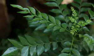Control Diabetes with Curry Leaves: వారెవ్వా.. మధుమేహానికి కరివేపాకుతో చెక్.. Control Diabetes with Curry Leaves: వారెవ్వా.. మధుమేహానికి కరివేపాకుతో చెక్..