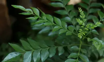 Control Diabetes with Curry Leaves: వారెవ్వా.. మధుమేహానికి కరివేపాకుతో చెక్..